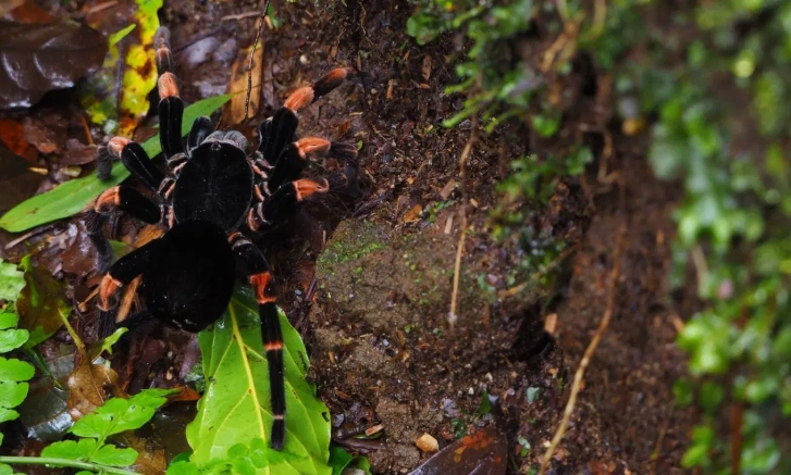 spiritual meaning of black tarantula