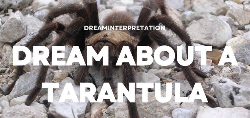 Tarantula Dream Meaning: A Complete Spiritual Interpretation Guide