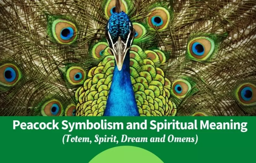 What does peacock mean spiritually?