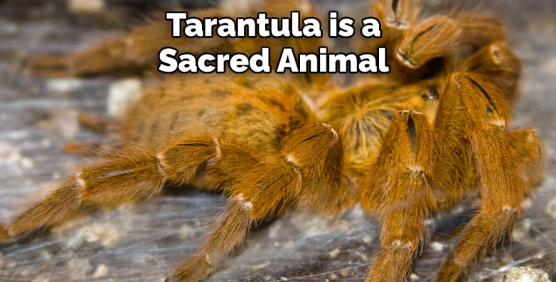 What does the Tarantula represent?