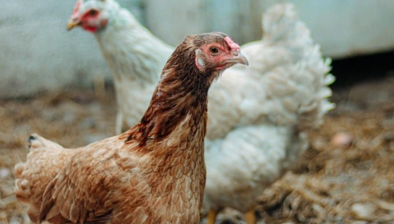 Dreaming of Chickens in the House: Symbolism, Meanings & Action Guide