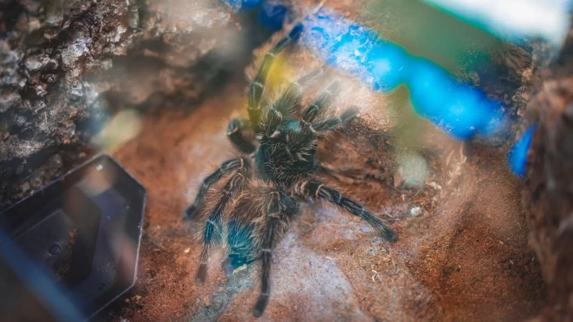 Black Tarantula in a Dream: Meaning, Symbolism & Interpretation Guide
