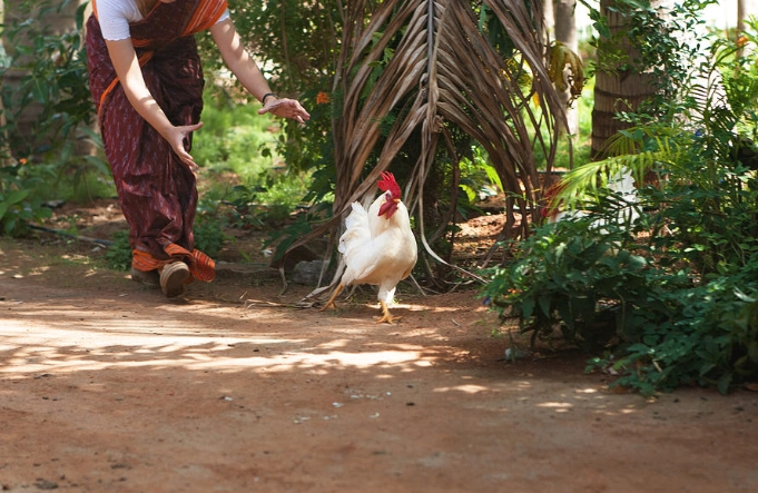 hen chasing dream interpretation
