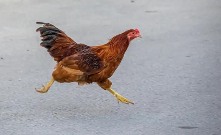 Dream of Hen Chasing You: Meaning, Symbolism & What to Do Next