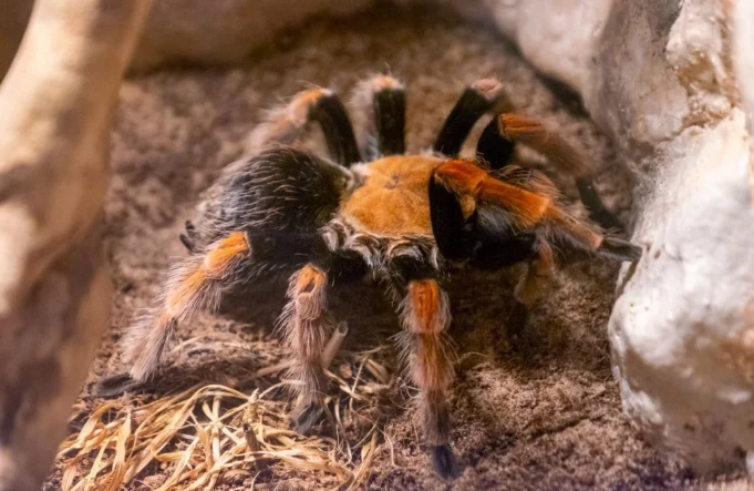 dream about tarantula in the house