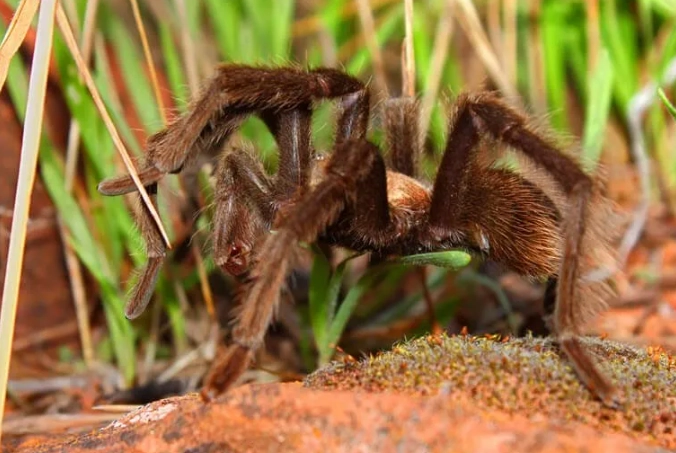 dream of brown tarantula