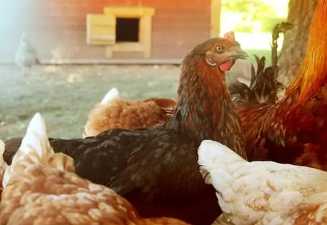 spiritual meaning of hen eating dream