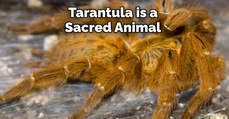 What is the spiritual meaning of the Tarantula?