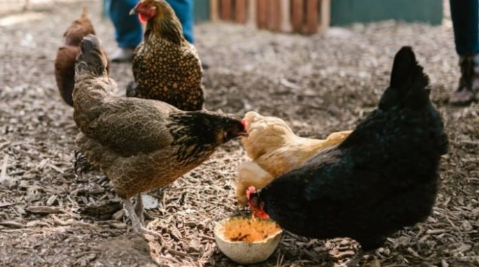 spiritual meaning of hen eating dream