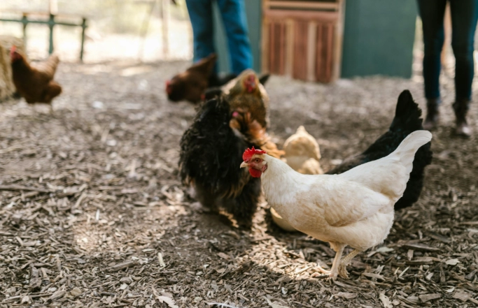 dream interpretation hen eating