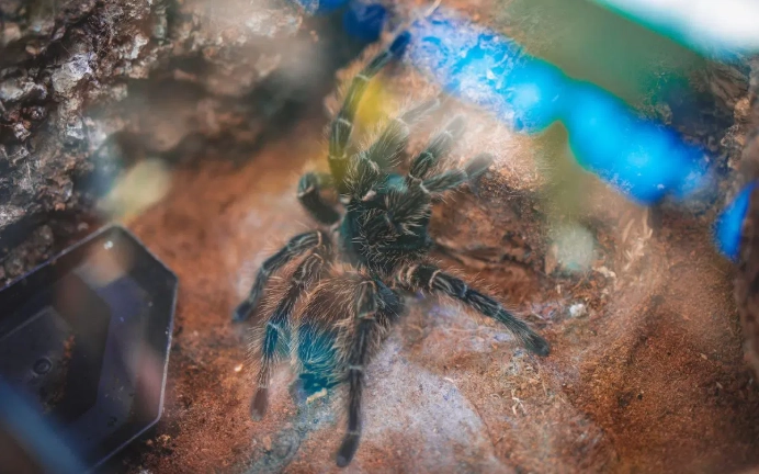 dream about black tarantula