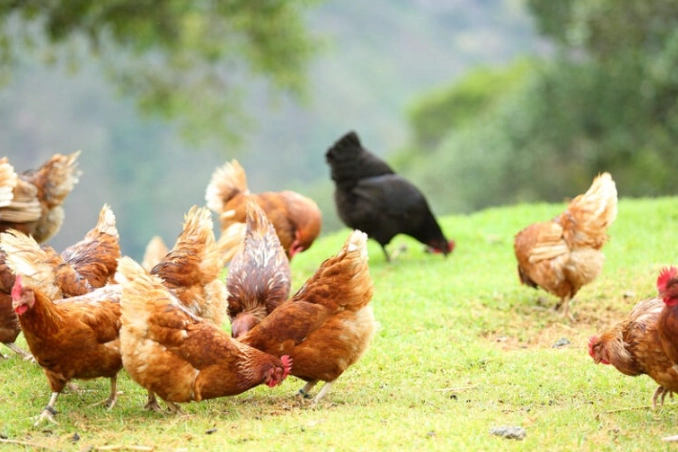 chicken attack dream interpretation