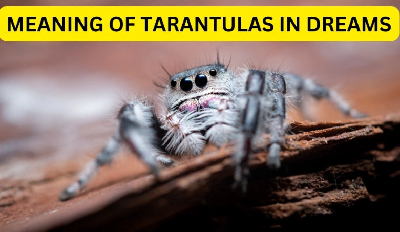 spiritual meaning of tarantula in a dream