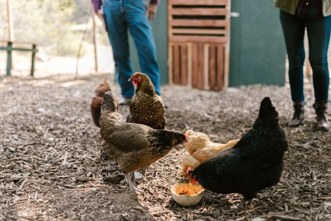 Dream of a Hen Eating: A Complete Guide to Its Hidden Meaning