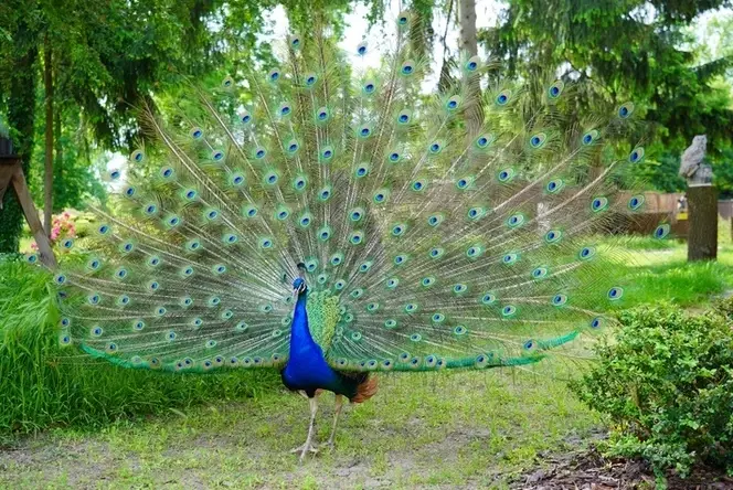 what does a peacock mean spiritually
