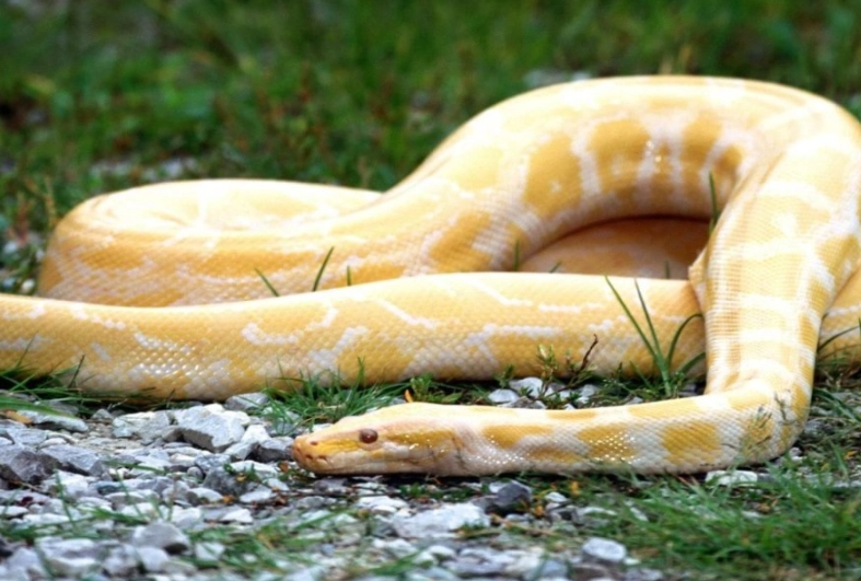 snake dream meaning