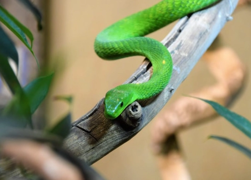 snake dream interpretation