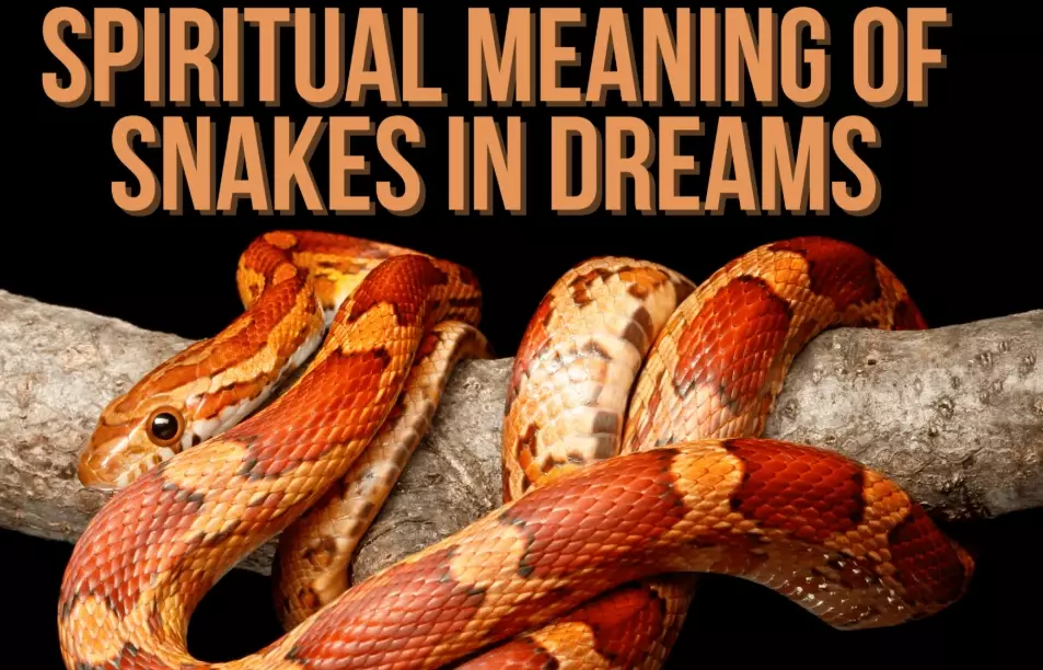 Serpent Dream Meaning: A Deep Dive into Snake Symbolism & Interpretation