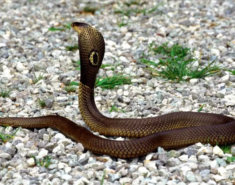 snake dream meaning