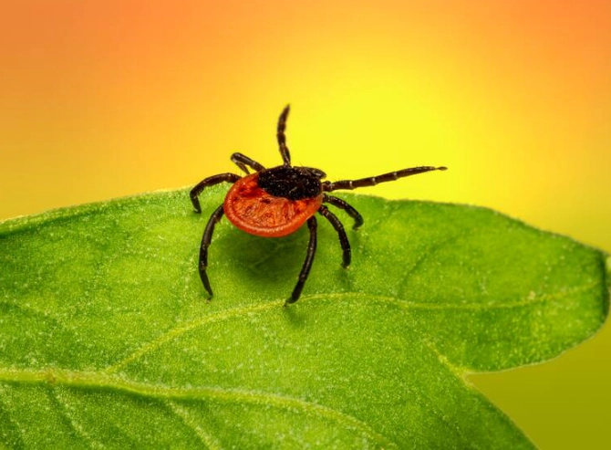 symbolism of ticks