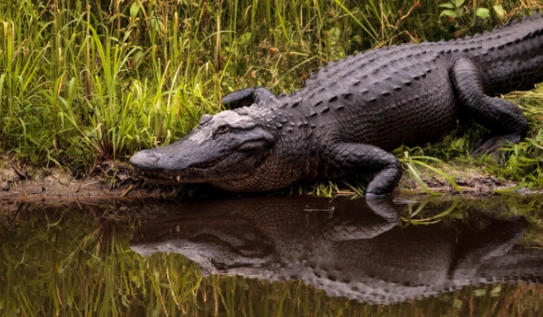 Alligator in Dream Meaning: 7 Interpretations & What to Do