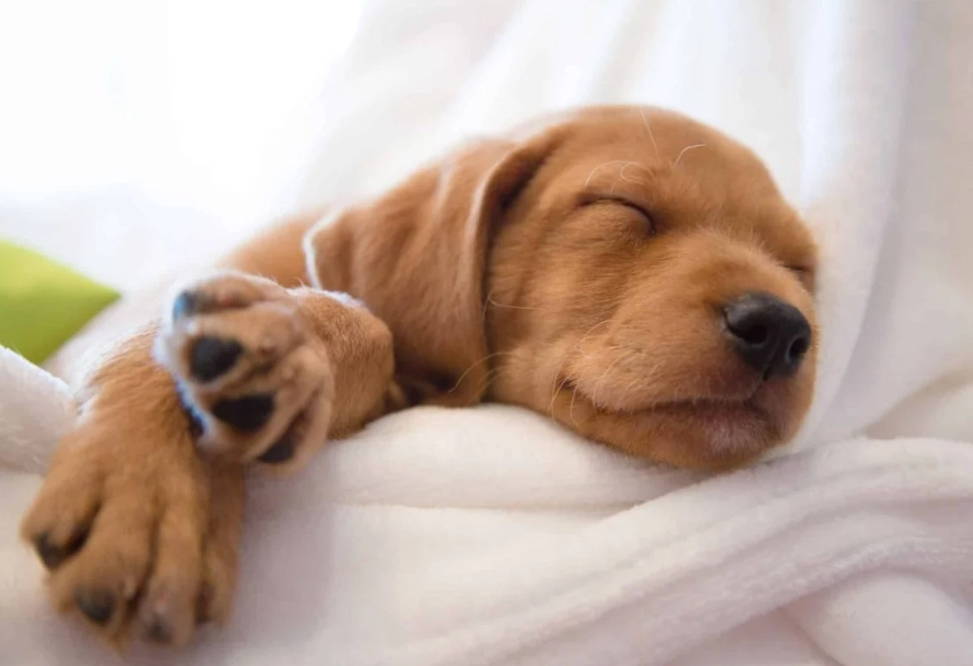 dreaming of dogs