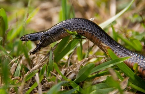 Dream Interpretation: Bitten by a Snake in Your Sleep