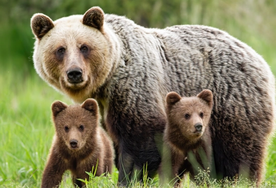 Dream of Bears Meaning: A Deep Dive into Common Scenarios & Symbolism