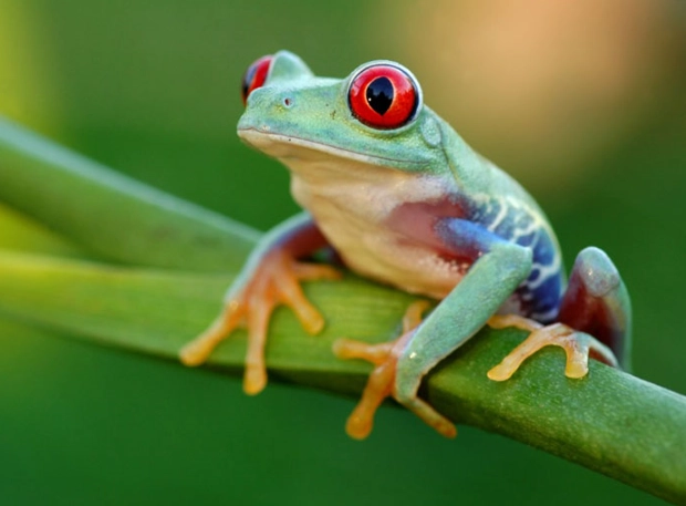 frog dream interpretation