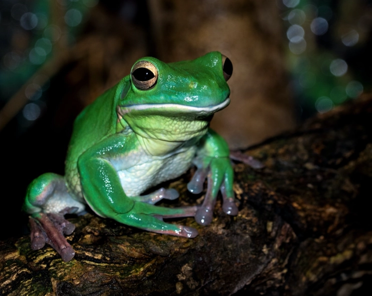 Dreaming of Frogs: Unpacking the Spiritual, Psychological & Cultural Meanings