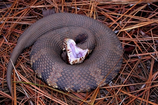 snake bite dream meaning