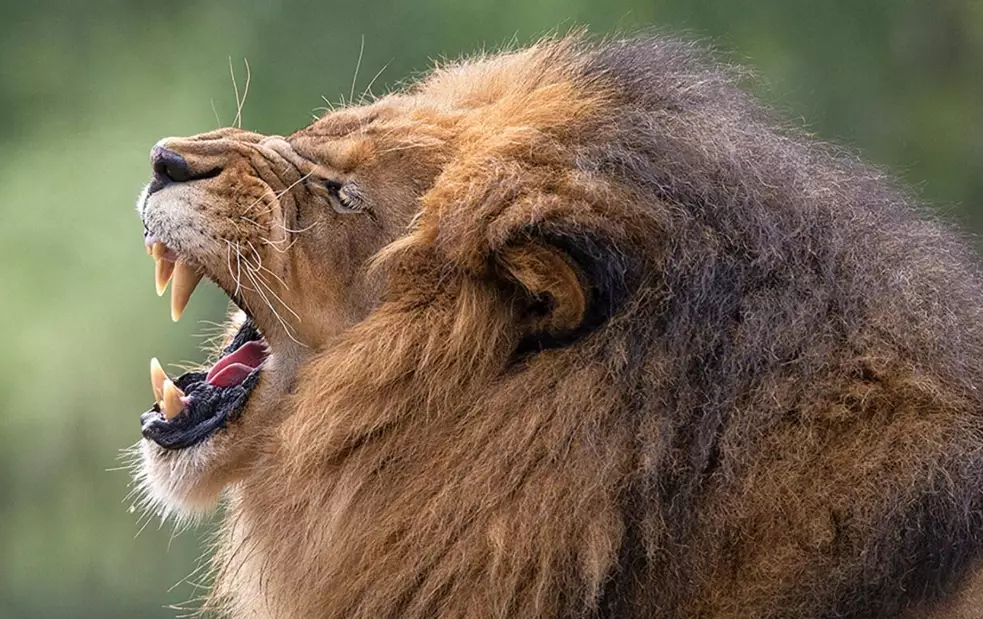 spiritual meaning of lion in dream