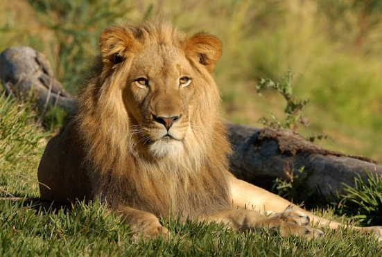 dream of a lion attacking