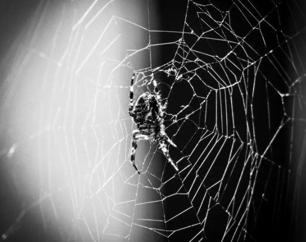 spider dream interpretation