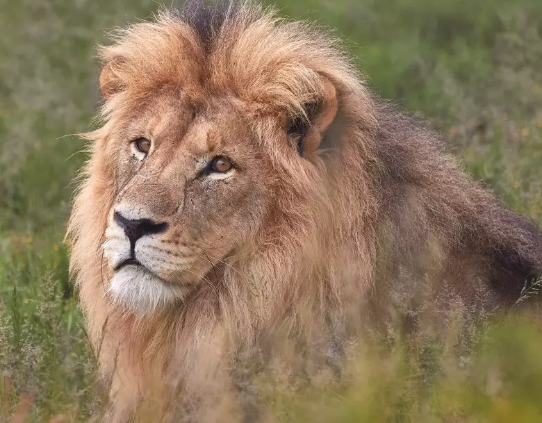 dream of a lion attacking
