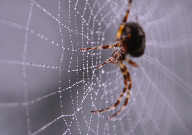 What Does It Mean to Dream About Spiders? A Complete Guide to Spider Dream Meanings
