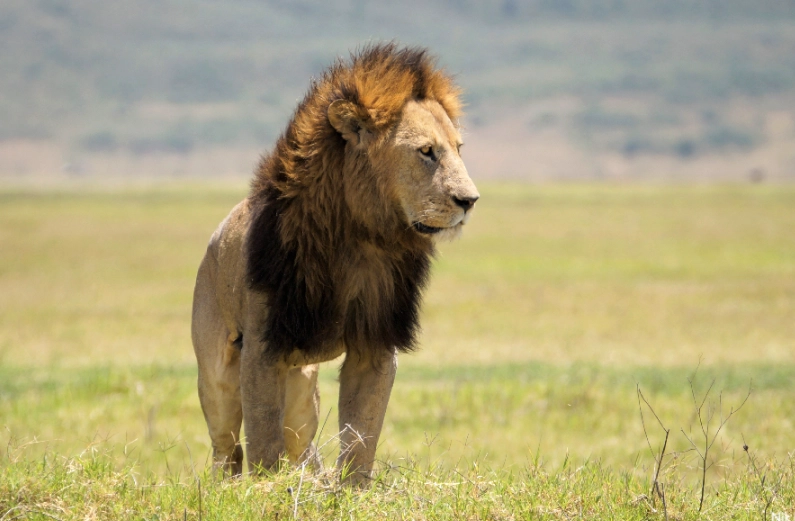 lion in dream meaning