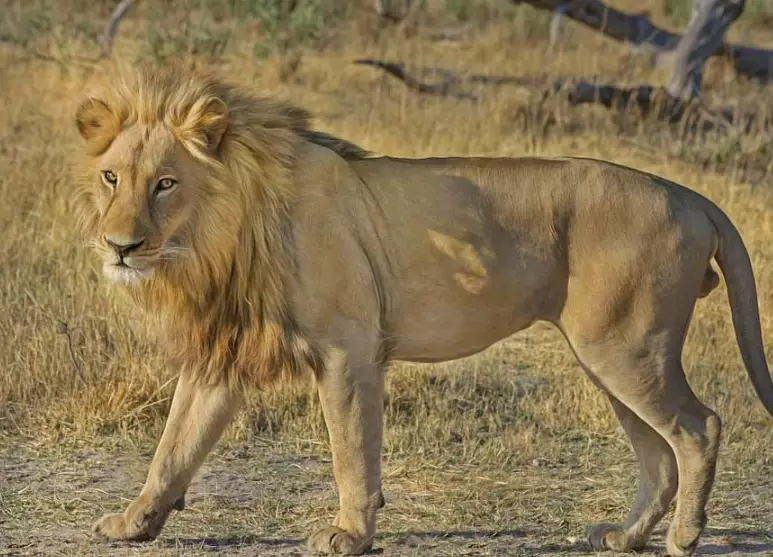 spiritual meaning of lion in dream