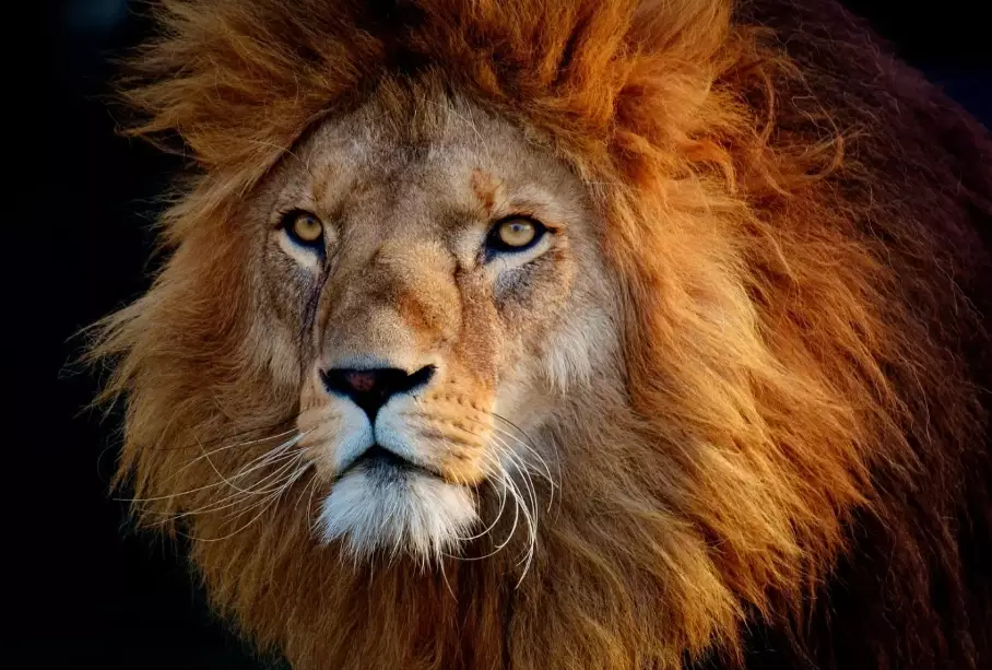 Lion in Dream: What It Means and Why You Dreamt It