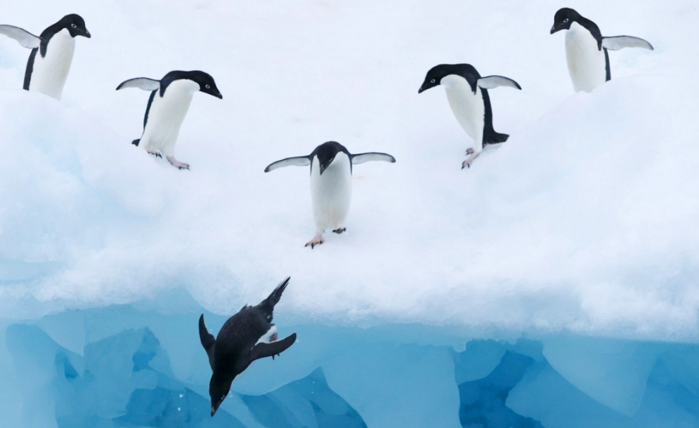 penguin dream interpretation