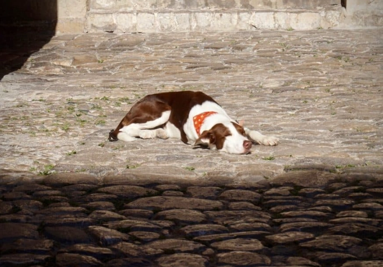dream interpretation dead dog