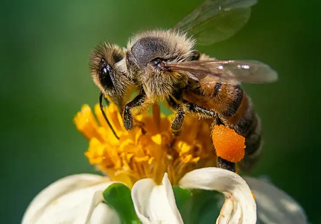 dreaming of bees