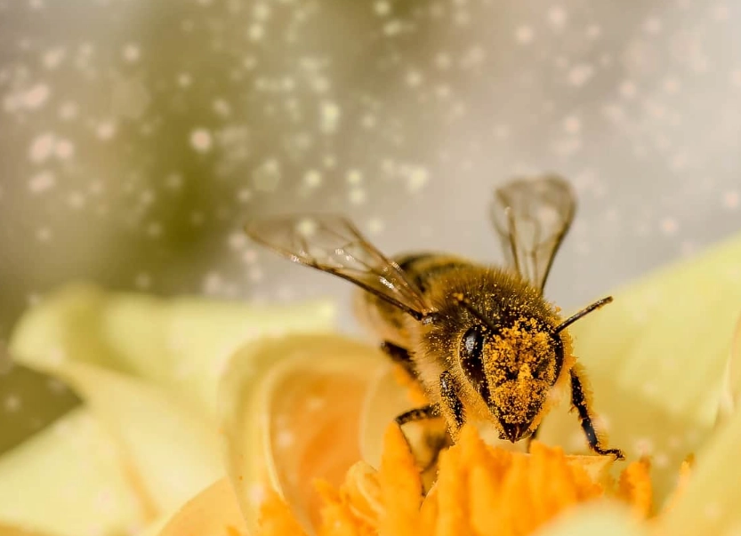 bee dream interpretation