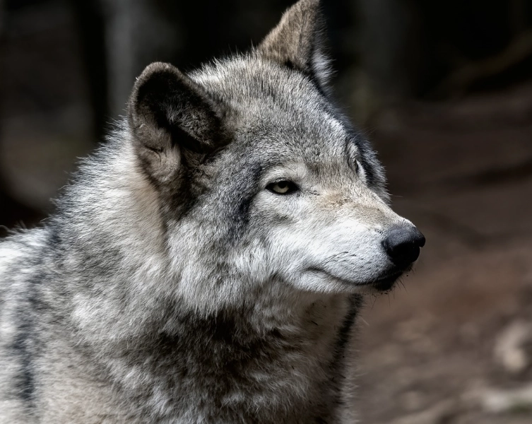 dreams about wolves