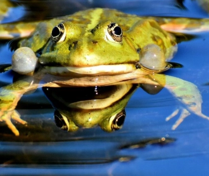 frog symbolism in dreams