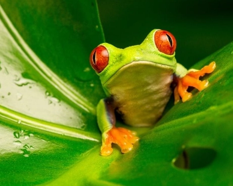 dreaming of frogs