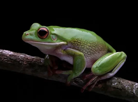 dreaming of frogs