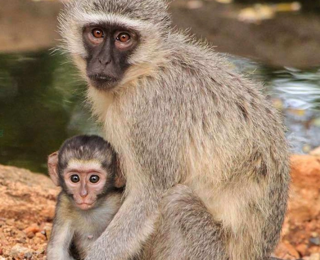 Monkey in Dream Meaning: A Deep Dive into Symbolism & Interpretation