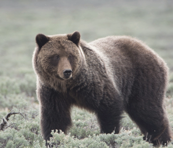 spiritual meaning of bear in dream