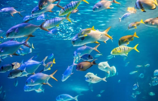 dream about fish